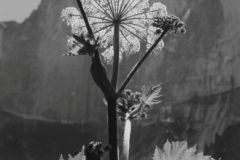 Flower, Half Dome, Yosemite Valley