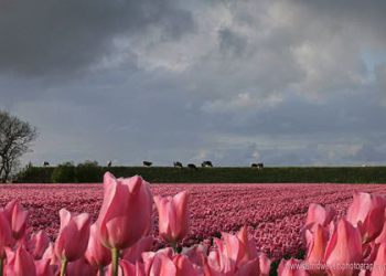 Fotografie