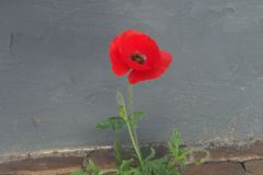 Muurbloempje op Terschelling