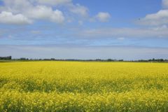 Koolzaad op het hoge land