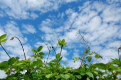 Clematis ontmoet het zwerk