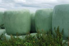 Sinterklaas kadootjes