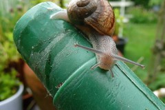 Lifter op tuingieter