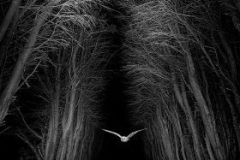 Graham Eaton - Silent Hunter