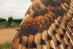 Ryan Bourbour - Barn owl
