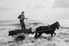 Gordon and Critchs Cart Seacoal