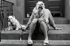 To me dogs are people