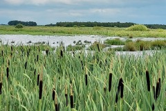 Fochtelooerveen