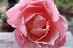 Uit eigen tuin