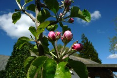 Uit eigen tuin