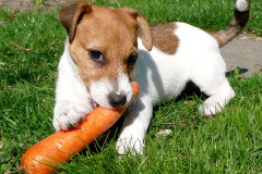 Kendie als pup