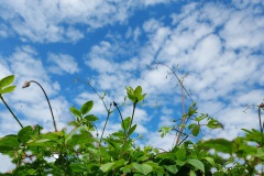 Clematis meets the sky