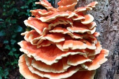 Elfenbankjes in Appelscha