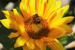 Uit eigen tuin