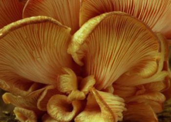Fotografie paddenstoelen
