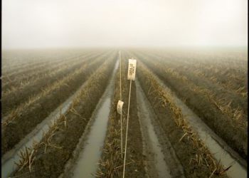 Bintjes in de mist