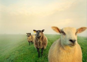 Als een schaap over de dam is ...