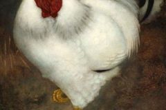 Witte haan, 1917
