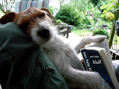 Het leukste hondje ter wereld