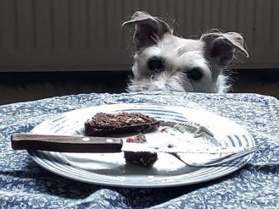 Ze bedelt niet, ze kijkt alleen