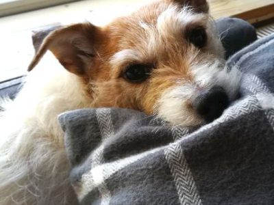 Mooiste hondje