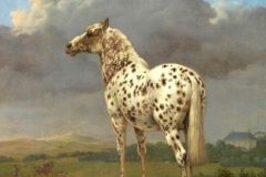 Paulus Potter - The Piebald Horse
