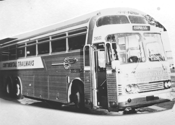 Greyhound