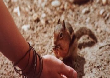 Chipmunk