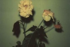 Cut Roses, 1973